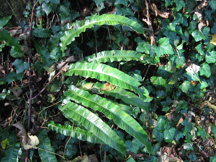 Phyllitis scolopendrium
